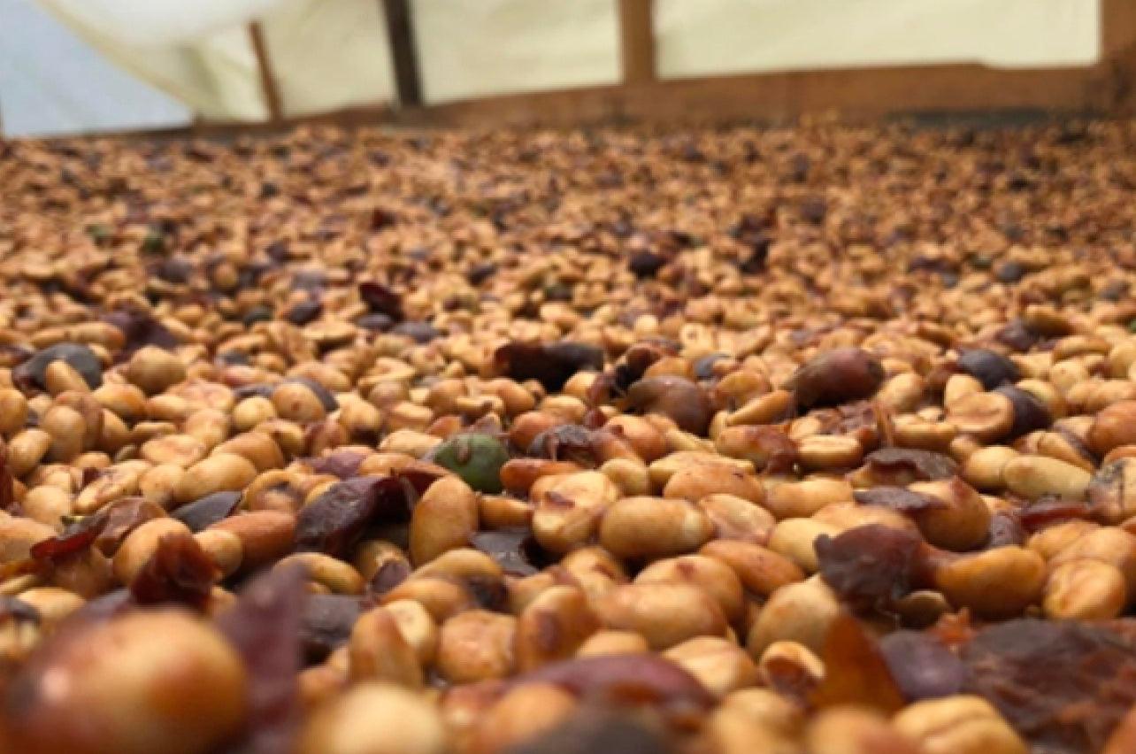 Guatemala Joyabaj - Espresso