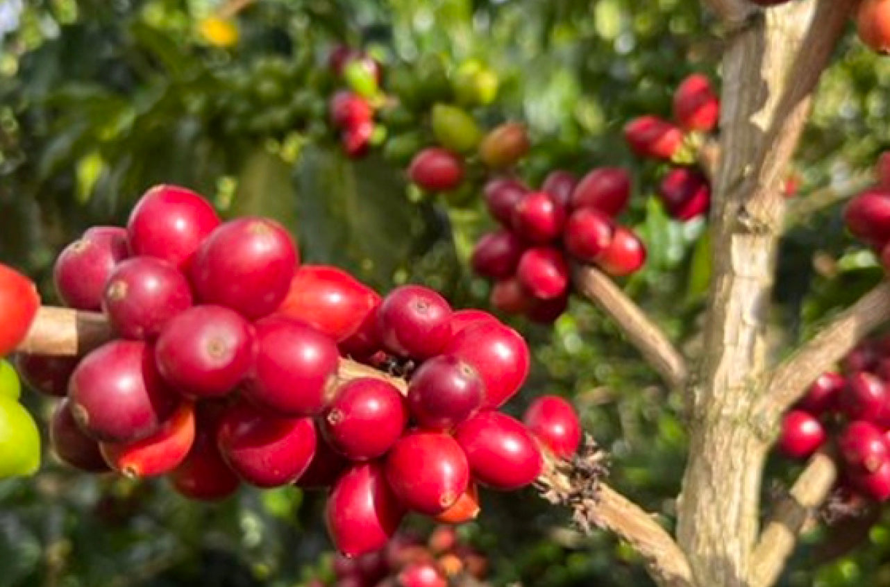 Colombia Huila Pitalito