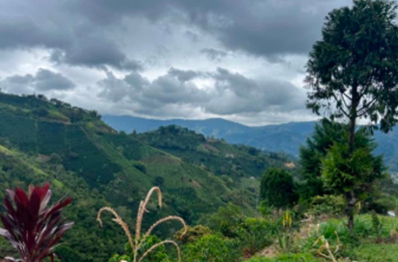Colombia Huila Pitalito