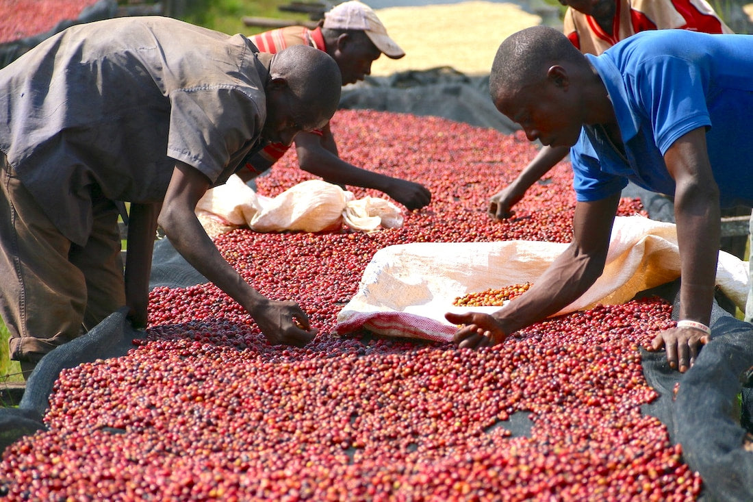 Ruanda – Muhororo Anaeróbico Natural
