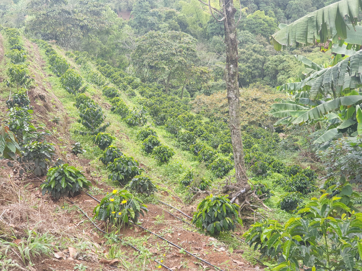 Plantación de café Granja Paraíso 92 en Colombia