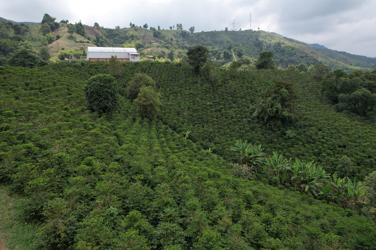 Vista aérea de la plantación de café Granja Paraíso 92, Colombia